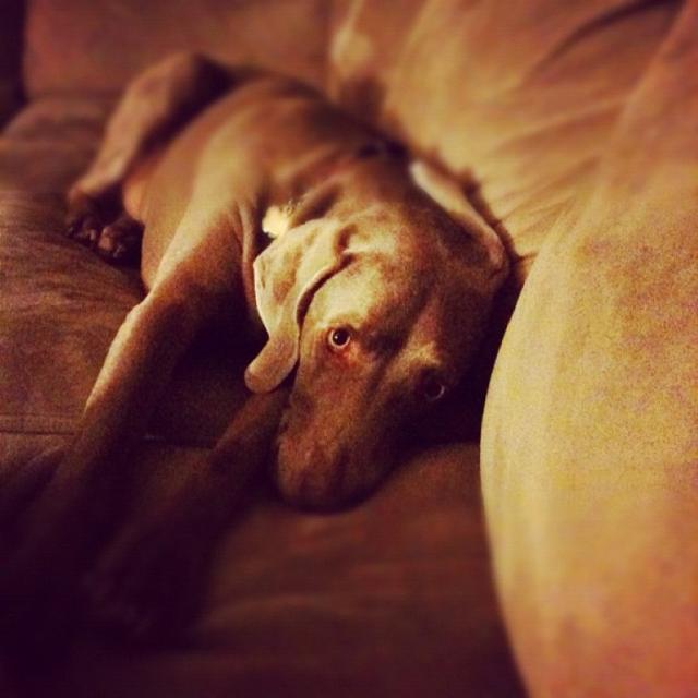 Abrams on sofa